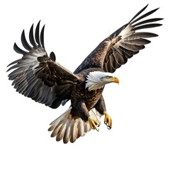 Obraz premium bald eagle in flight