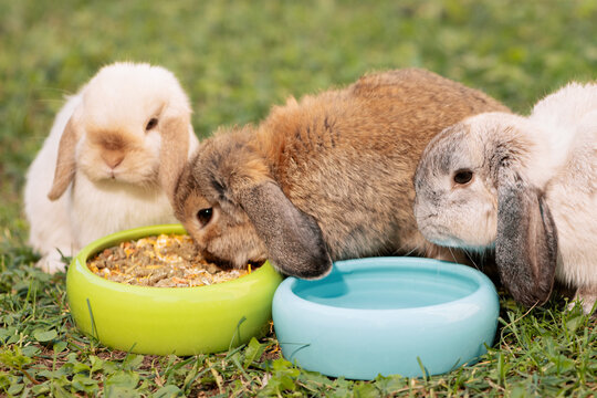 Three hungry rabbits sitting next to bowl of dried food in outdoors, side view