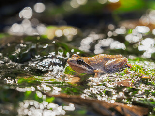 California Tree Frog