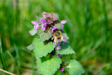 Beautiful flower on clover in nature. Collection and preparation of medicinal plants in summer. Girl hand touch the flower. Hand holding wildflower on field. High quality photo