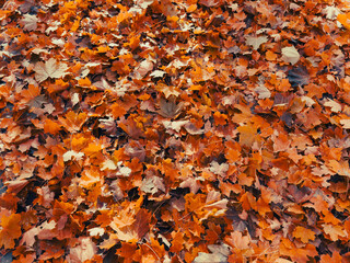 Autumn. Multicolored maple leaves background texture. Colorful backround image of fallen autumn leaves pattern