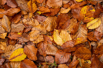 Kolorowe liście w złotej jesieni - obrazy, fototapety, plakaty