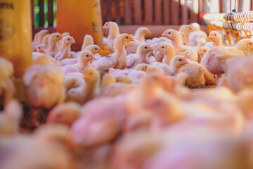 a chicken farm that is neatly housed and well-stocked