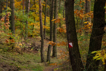 Leśna ścieżka jesienna porą © pinus25