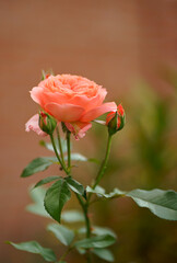 Obraz premium Pink rose flower with green leaves on a blurry dark background. Beautiful blooming of a bright pink rose in a summer garden on a sunny day. High quality photo