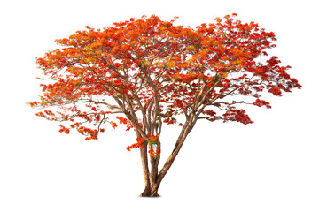 Flamboyant Royal poinciana growth tree solitude standing isolated on white background. Season changes deciduous outdoor plants.
