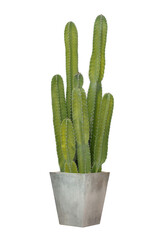 Cactus in a square cement pot isolated on white background.