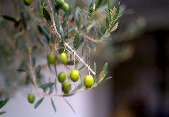 Olive trees in sunny evening. Olive trees garden. Mediterranean olive field ready for harvest....