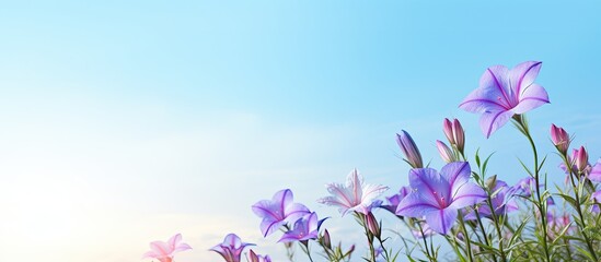 Fototapeta na wymiar Sky blue and violet trumpet flower blossoming on the grass