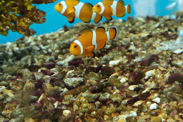 clown anemonefish swim in fish tank - obrazy, fototapety, plakaty