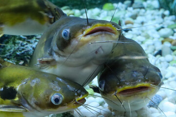 Group of Horabagrus brachysoma or Sun Catfish in aquarium, Close-up view. 
