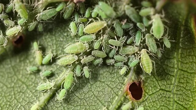 Aphid close-up on a green leaf. Insect-eating pests damage the leaves of the plant. Spoiled harvest, treatment with insecticides.