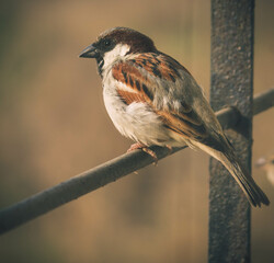 An Old world Sparrow also known as the House Sparrow sitting on a metal rod of a window grill with...