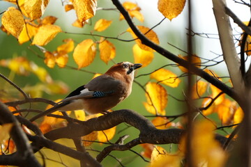 紅葉の枝にとまるミヤマカケス