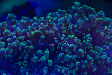 sea coral Euphyllia macro photo, selective focus