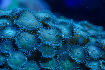 Fototapeta na wymiar marine LPS coral Trachyphyllia, Lobophyllia macro photo, selective focus