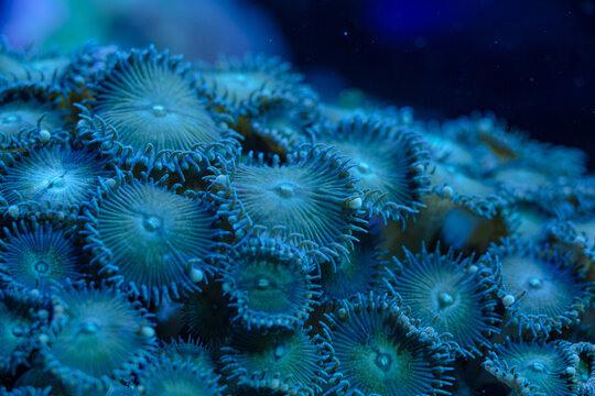 marine LPS coral Trachyphyllia, Lobophyllia macro photo, selective focus