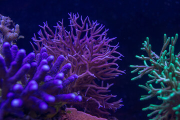 Naklejka na ściany i meble beautiful sea reef, colony of SPS corals