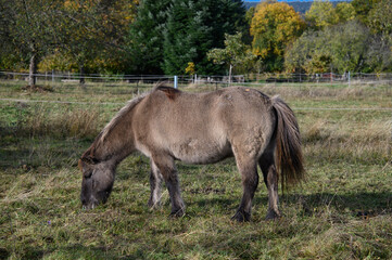 Ein dunkelgraues Pferd beim Grasen auf einer Wiese in seitlicher Ansicht