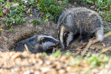 Dachs (Meles meles), Jungtiere