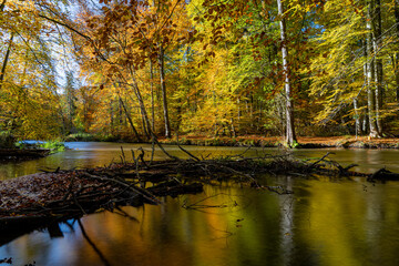 Fototapeta premium Herbststimmung an der Würm zwischen Mühltal und Gauting