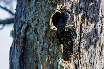 Star (Sturnus vulgaris) an der Bruthöhle