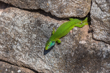 Westliche Smaragdeidechse (Lacerta bilineata) Männchen
