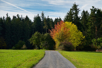 Fototapeta na wymiar Ein Spazierweg durch eine Wiese hindurch in Richtung eines Waldes, mit einem Laubbaum im Herbstgewand am Wegesrand