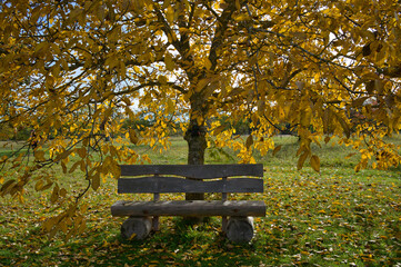 Eine Holzbank vor einem herbstlichen Baum mit gelbem Laub