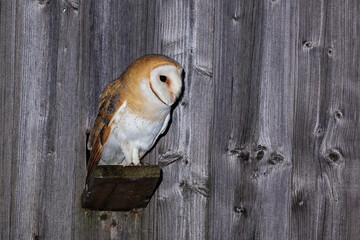 Schleiereule (Tyto alba) am Nistkasten