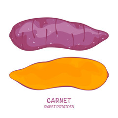 Sweet potato vector illustration Garnet isolated Easy to edit white background.