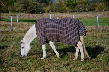 Ein weisses Pferd, das mit einer Decke gegen Kälte und Schwitzen geschützt ist, beim Grasen auf...