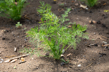 イノシンド　別名　ディル（dill）、ジラ　食用、ハーブ　せり科