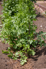 コリアンダー 　別名：コエンドロ（Coriandrum sativum） 葉または果実を利用
