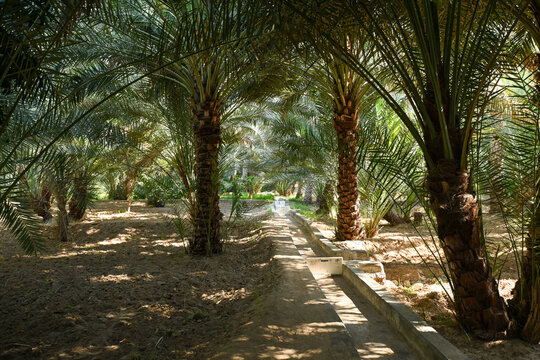 Scenic View of Dates Farming in Al Ain