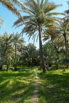 Scenic View of Dates Farming in Al Ain