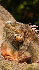 Obraz premium Iguana