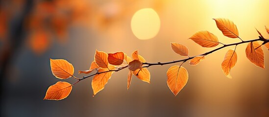 Naklejka na ściany i meble The sunlight of the morning shining through the vibrant foliage of the Autumn season