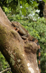 iguana on tree