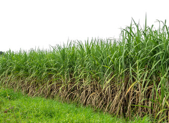 Sugarcane on white background with clipping path, suitable for print and web pages.