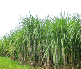 Sugarcane on white background with clipping path, suitable for print and web pages.