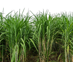 Sugarcane on white background with clipping path, suitable for print and web pages.