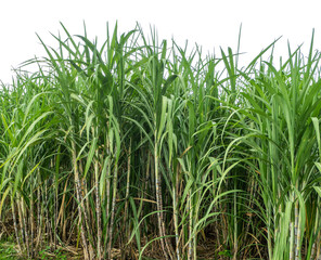 Sugarcane on white background with clipping path, suitable for print and web pages.