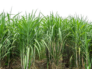 Sugarcane on transparent background with clipping path, suitable for print and web pages..