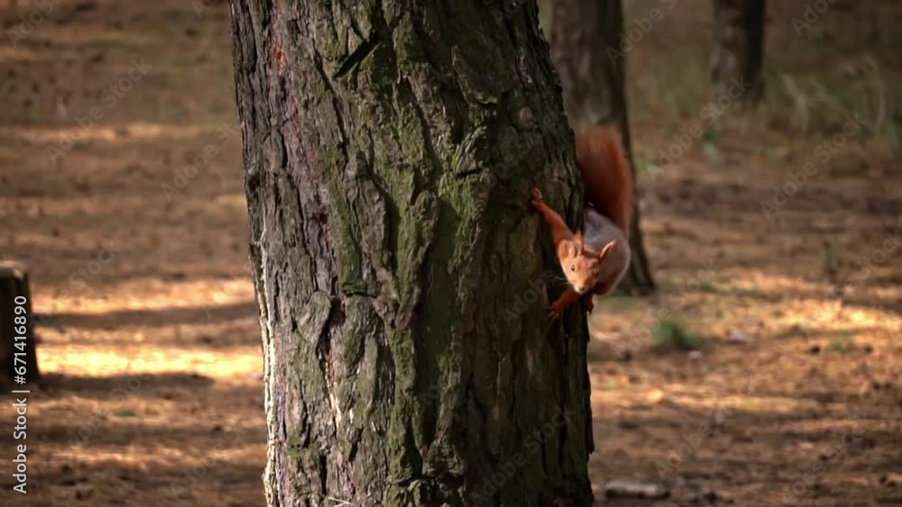 Poster cute red squirrel sits on a tree branch and eats a nut. a small playful squirrel walks along the tru