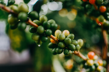 Fresh organic arabica coffee beans. Arabica coffee berries on its branch.