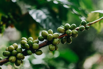 Fresh organic arabica coffee beans. Arabica coffee berries on its branch.