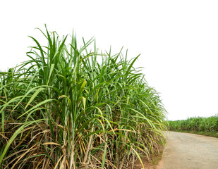 Sugarcane on transparent background with clipping path, suitable for print and web pages. - obrazy, fototapety, plakaty