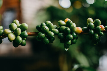 Fresh organic arabica coffee beans. Arabica coffee berries on its branch. - obrazy, fototapety, plakaty