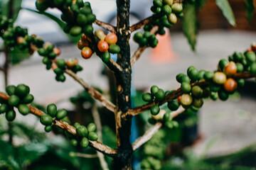 Blurry image of arabica coffee beans. Arabica coffee berries on its branch.